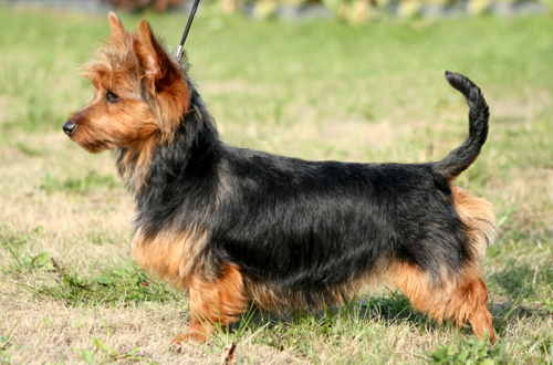 Smartpaw's Gift of Victory Day | Australian Terrier 