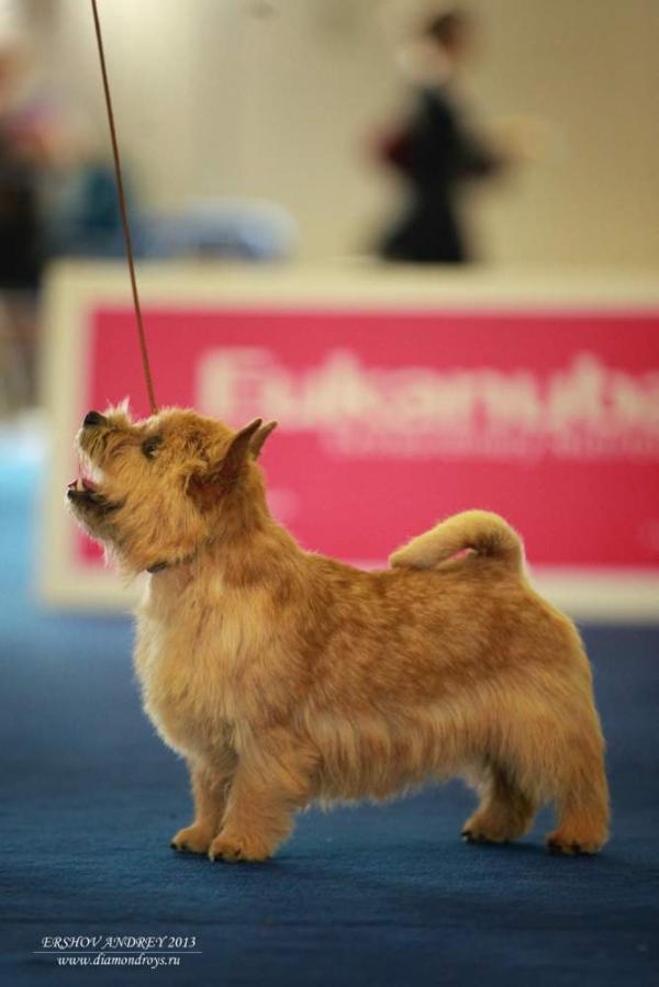 Hassini Rus Jerar | Norwich Terrier 