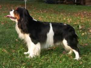 CRAIGOWL DODGE OF AZALEA | Cavalier King Charles Spaniel 