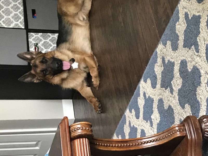 Ottis Talavera | German Shepherd Dog 