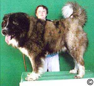 Bosho Daur | Caucasian Mountain Dog 