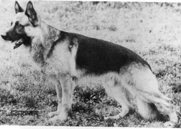 Bastian von der Ödenburg | German Shepherd Dog 