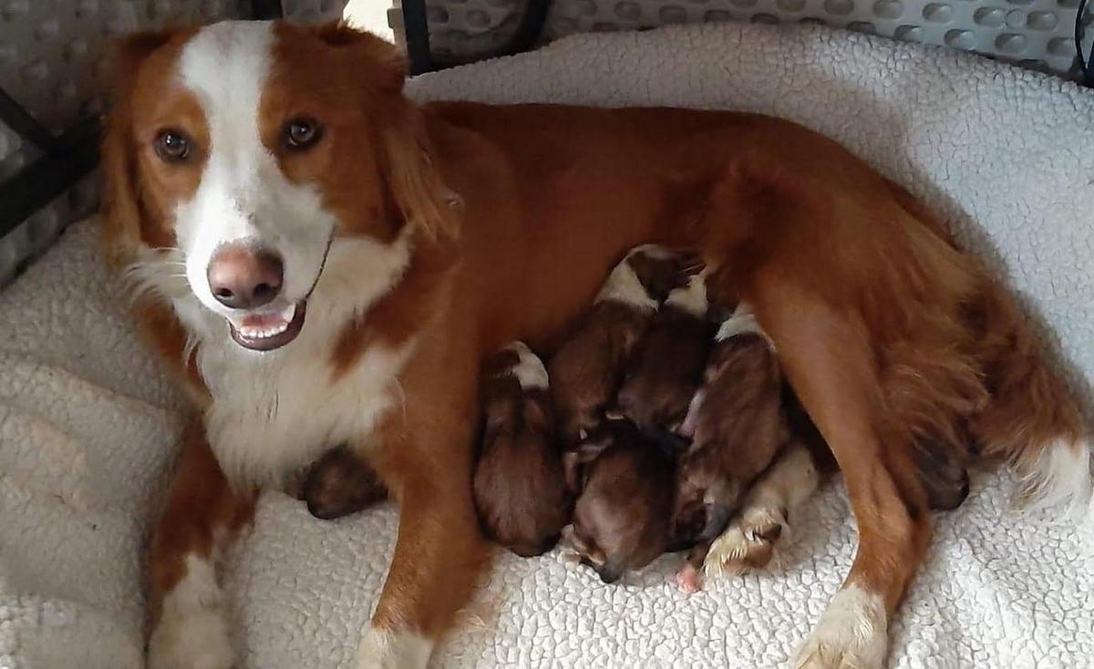Town &amp; Country's Little Daisy | English Shepherd 