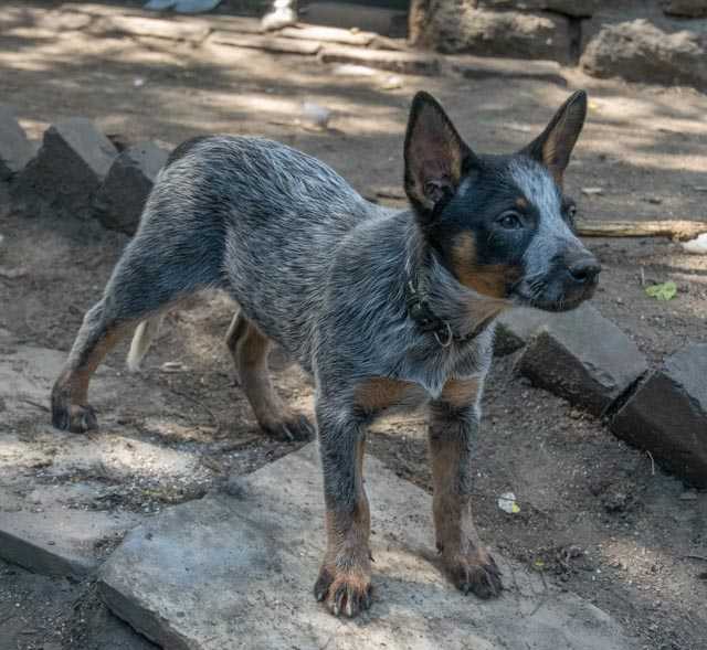 Delightful Dlila | Australian Cattle Dog 