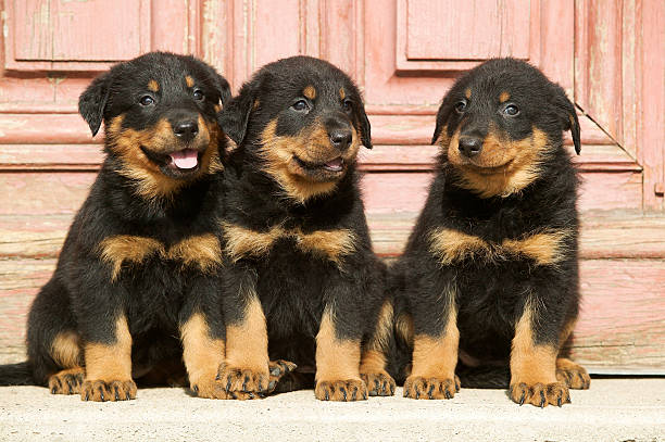 Beauceron