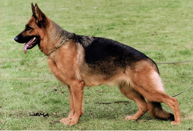 Anschy von der Magistrale | German Shepherd Dog 