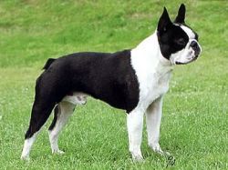 Pic Pocket du Grand Fresnoy | Boston Terrier 