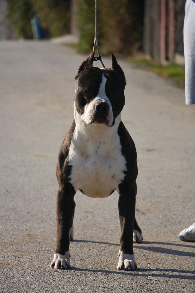 Thunder Night Prime Touch | American Staffordshire Terrier 