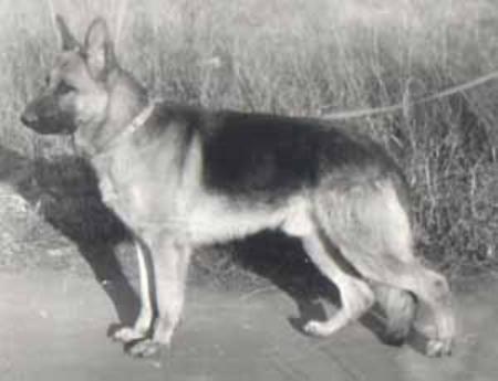 Opus von der Noriswand | German Shepherd Dog 