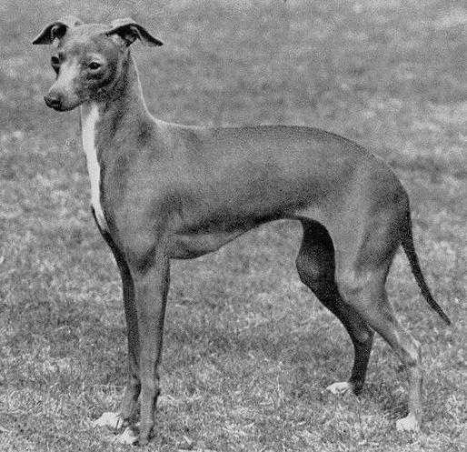 Nagrom Poesia | Italian Greyhound 