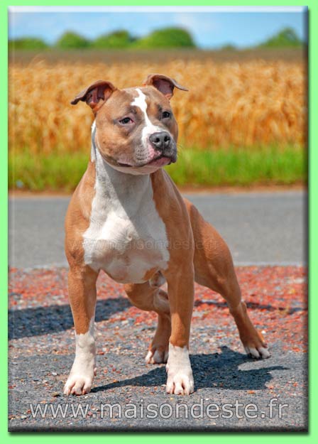Danté de la maison d este | American Staffordshire Terrier 