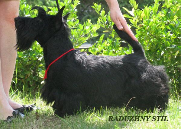 Adesso La Vittoria Raduzhny Stil | Scottish Terrier 