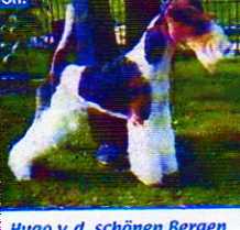 Hugo von den schönen Bergen | Wire Fox Terrier 