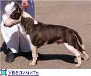 WIZARD FOR STRONG STYLE | Miniature Bull Terrier 