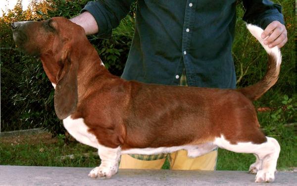 Luna Caprese Breathless | Basset Hound 