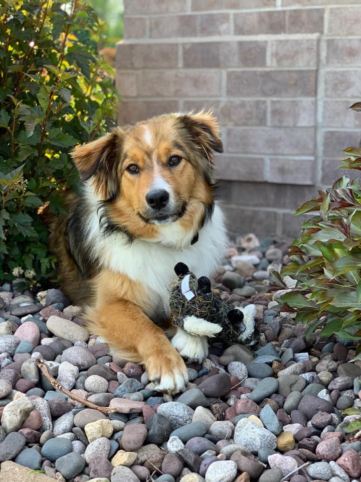 Beebe's Noon Bella | English Shepherd 