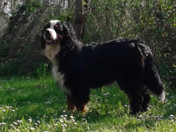 ERNESTO SPARALESTO DI CORTE ROMANE | Bernese Mountain Dog 