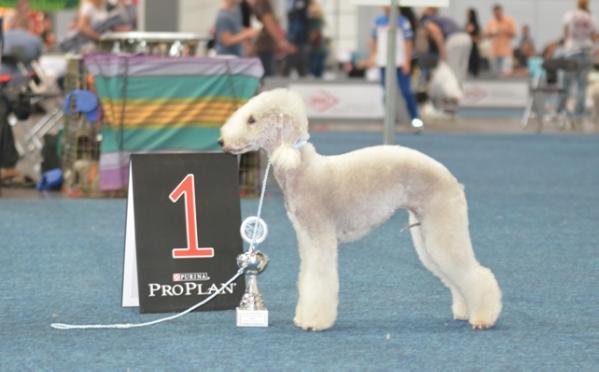 Cimisa's Millet Whispering WInd | Bedlington Terrier 