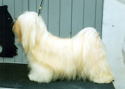 Palomino’s Rich And Pride | Lhasa Apso 