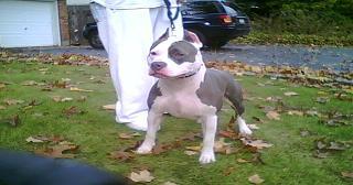 Biz Monster | American Pit Bull Terrier 