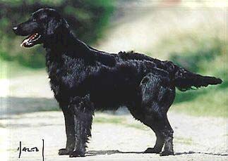 Riversflight Quipar | Flat-Coated Retriever 