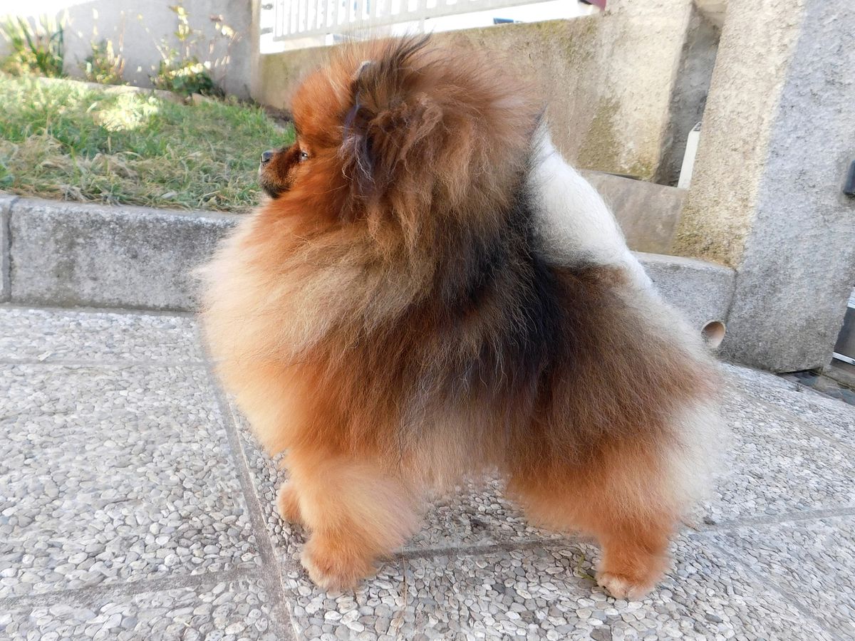 007SecretAgentForUK | Pomeranian 