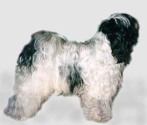 ROENEEKA VOODOO AT ALILAH | Tibetan Terrier 