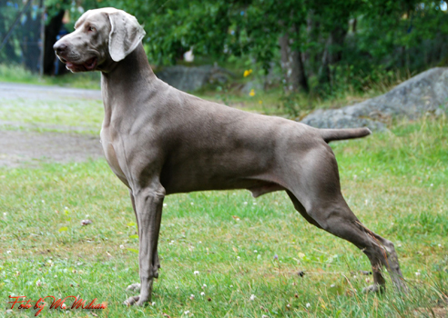 Weimaranus QUIZMASTER | Weimaraner 