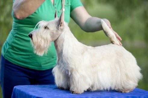 Luksa Queen Sonas Ort | Scottish Terrier 