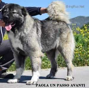 Paola Un Passo Aventi | Caucasian Mountain Dog 