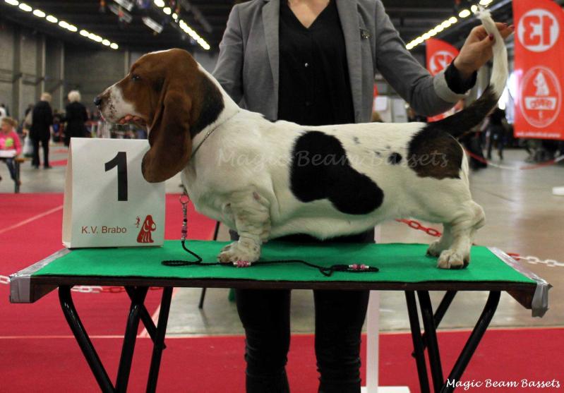 Bassbutterfly Pietra di Luna | Basset Hound 