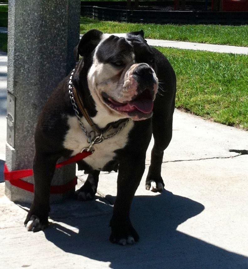 Doublewide's Shady Baby | Olde English Bulldogge 