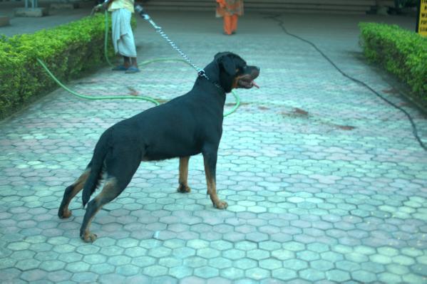 IRIS od Elsiris | Rottweiler 