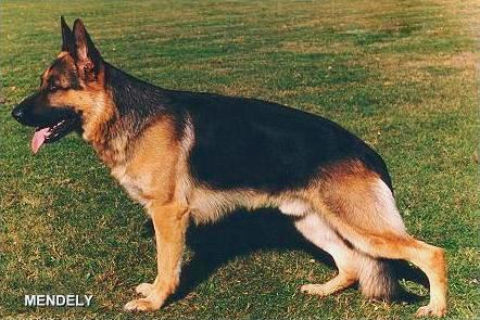 Fanto vom Hirschel | German Shepherd Dog 