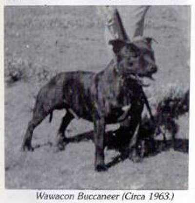 Wawocan Buccaneer | Staffordshire Bull Terrier 