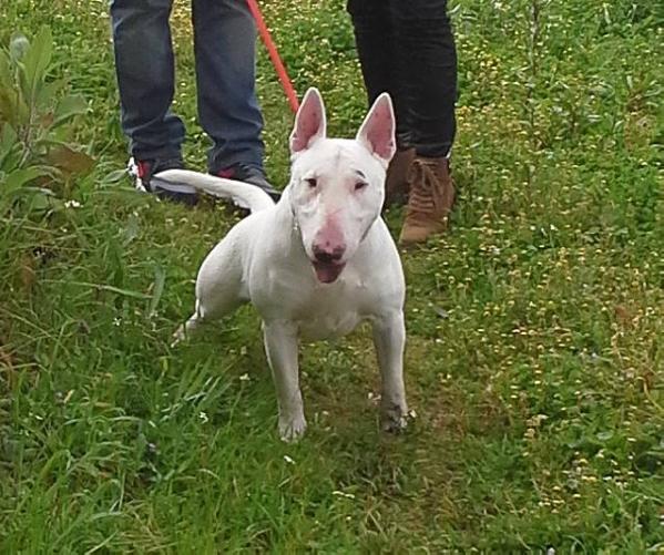 Captain Buddy | Bull Terrier 