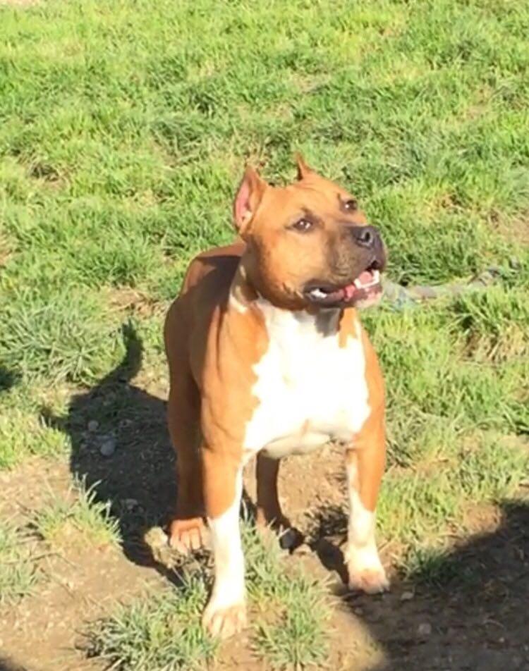 RIPLAY MY FIRST RODEO DEI GLADIATORI D'ORO | American Staffordshire Terrier 