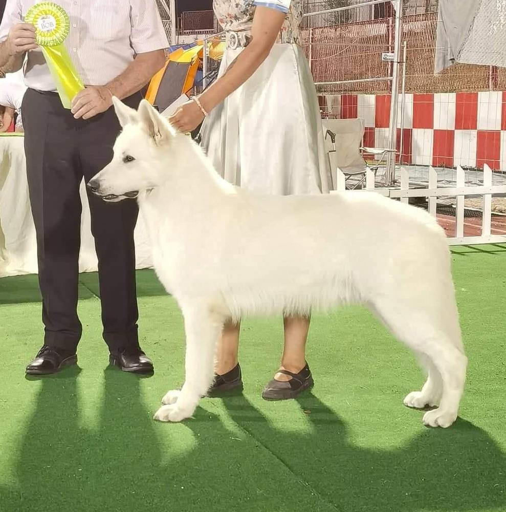 D'jack king od bijelih andela | White Swiss Shepherd Dog 