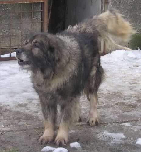 Sapo Giletov | Yugoslavian Shepherd Dog-Sarplaninac 