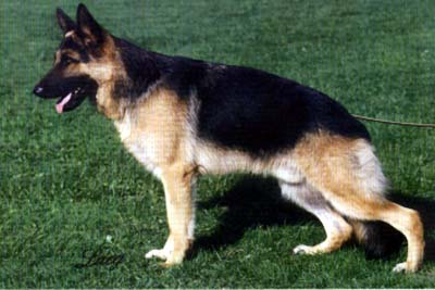 Vimo vom Kiemoor | German Shepherd Dog 