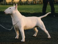 ARICON ARUM NORTHERN RULER | Bull Terrier 