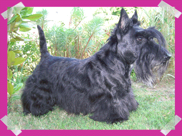 Rhapsody du Beffroi Mac dermotte | Scottish Terrier 