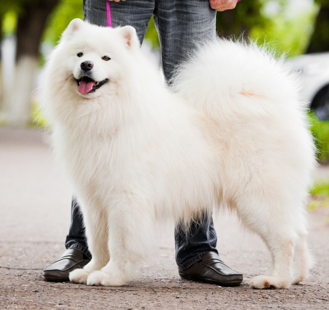 Belolakay Chuk Berry | Samoyed 