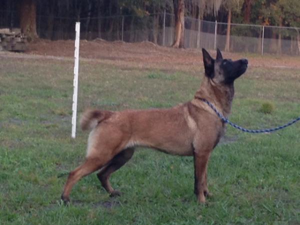 K'Zora OJT | Belgian Malinois 