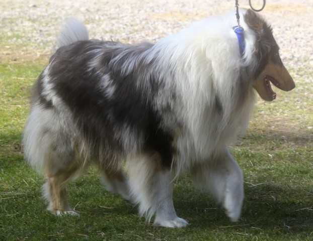 Fairlight's Blackberry Gemijami | Rough Collie 