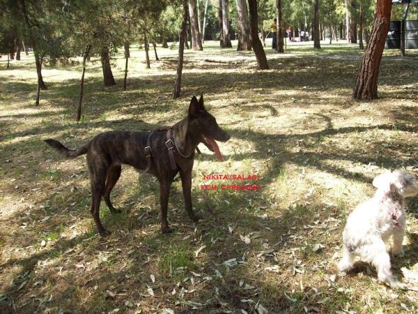 Nikita (Salas) | Dutch Shepherd 