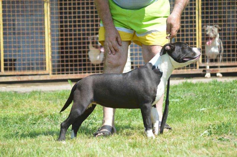 Perla Ella Of Cole Elegant | American Staffordshire Terrier 