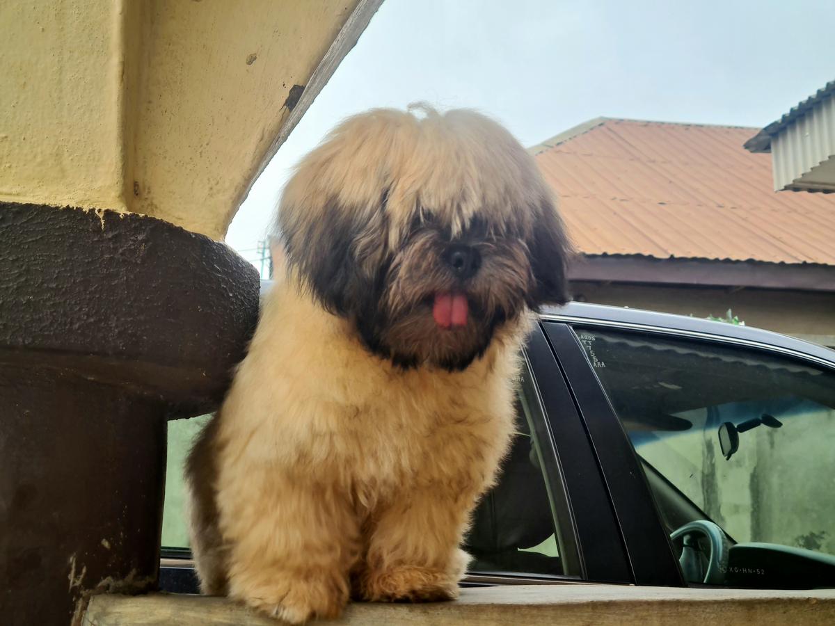 Odk Snow  Queen Diva | Lhasa Apso 