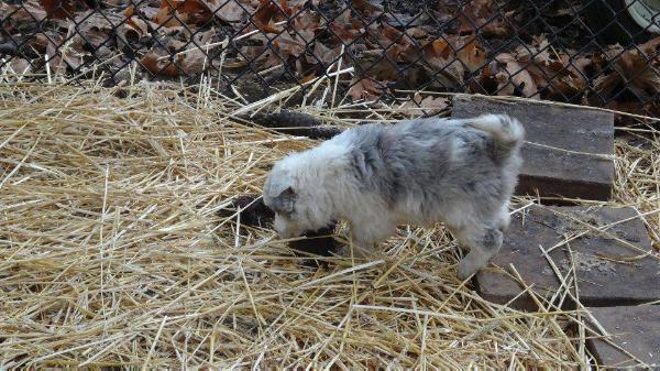 Shirley Juno | Border Collie 