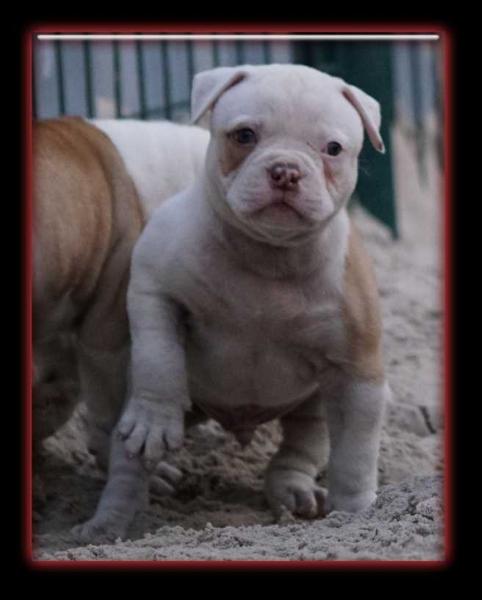 Bulletbulls Kuat | American Bulldog 